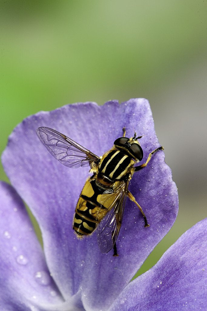 Helophilus pendulus (hoverfly, sun fly)