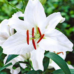 5x Lilien Lilium 'Mother's Choice' weiβ