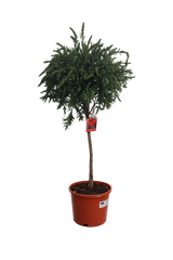 Callistemon „Masotti Mini Red“ ca. 120 cm – Zylinderputzer / Flaschenputzer – Immergrüne Kübelpflanze mit roten Blüten