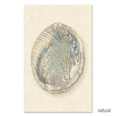 Abalone grand format