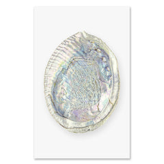 Abalone grand format