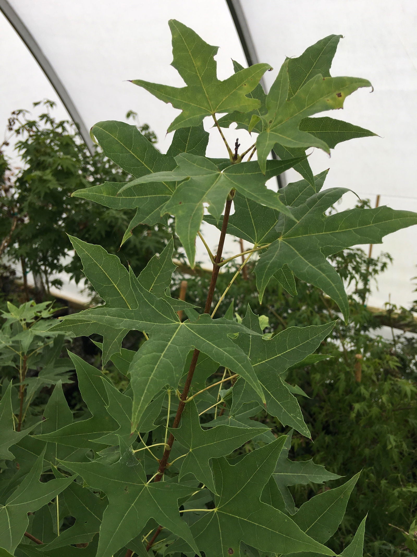 - Acer truncatum Heat Tolerant Shantung Maple - Mr Maple │ Buy Japanese Maple Trees