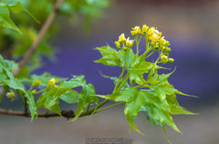 Acer truncatum Heat Tolerant Shantung Maple