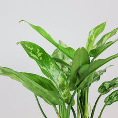 Kolbenfaden 'Maria' | Aglaonema 'Maria'