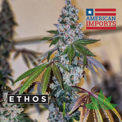 Ethos Pillows R1 Fem 5St.