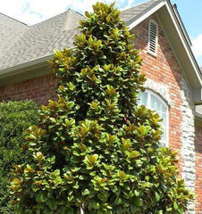Teddy Bear Magnolia