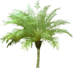 Date Palm Plants