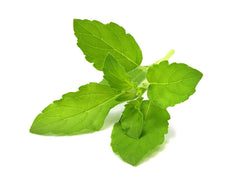 Tulsi ~ Ocimum sanctum (Organic)