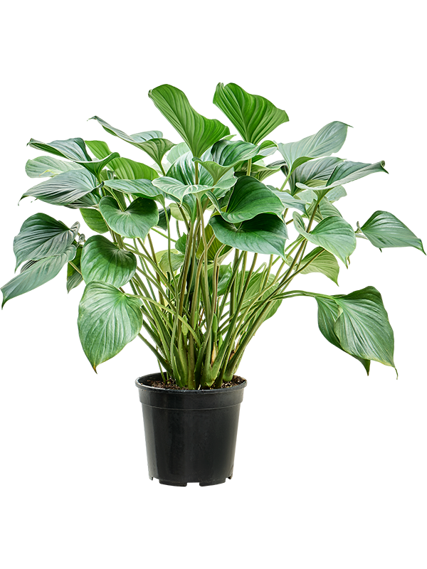 Homalomena rubescens Maggy.