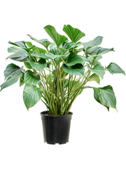 Homalomena rubescens Maggy.