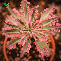 Kalanchoe Pink Butterfly – Rare Succulent