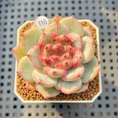 Echeveria 'Coralia' 2" Succulent Plant Cutting