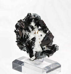 Neptunit