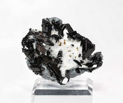 Neptunit