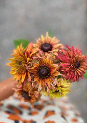 Sommarrudbeckia ´Sahara´