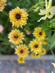 Sommarrudbeckia ´Sahara´