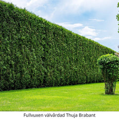 Köp Thuja Brabant 120-140 cm, Co 10 » A Kvalité: A Thuja Brabant