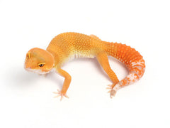 Sunglow Leopard Gecko - 053013B - female