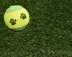 Tennis ball dog toy on Olympia XTREME 43mmm Artificial Grass Sample Square
