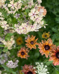Sommarrudbeckia ´Sahara´
