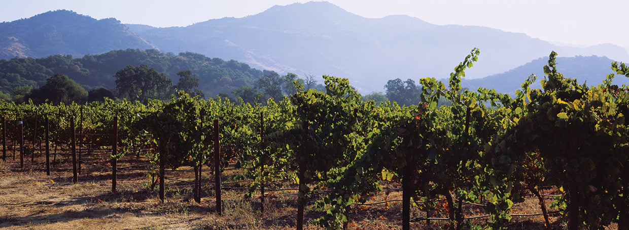 Grape Vines in the Sunset