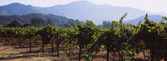Grape Vines in the Sunset