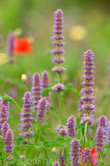 106202 - Blomsteräng