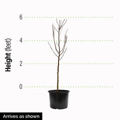 Claim Jumper Katsura Tree