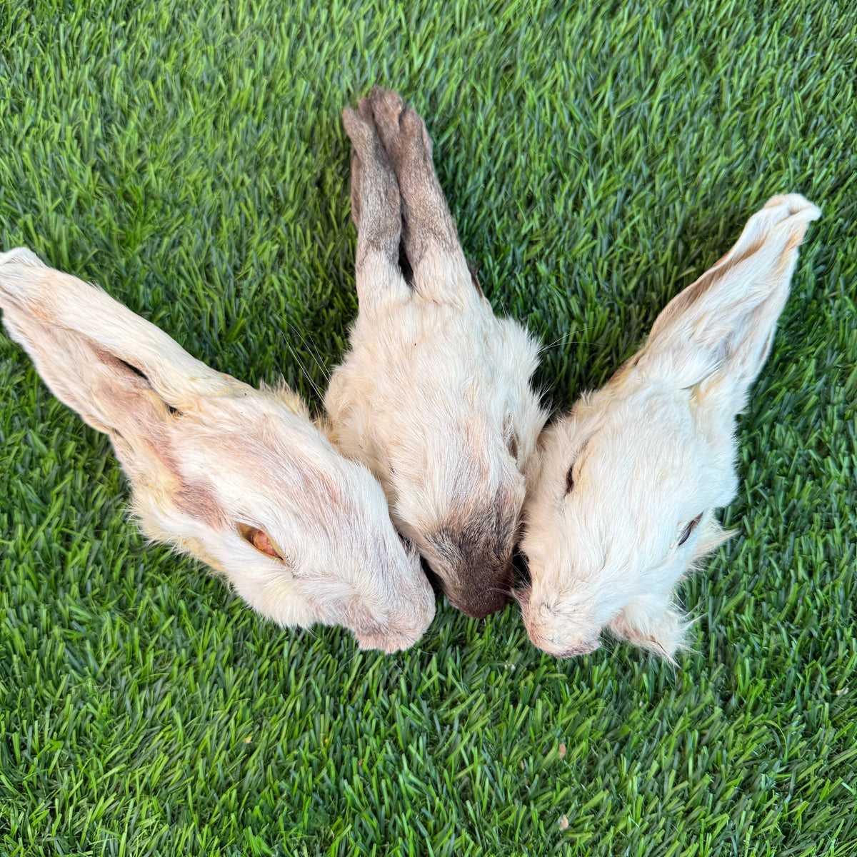 Rabbit Head (Whole) - Dehydrated for Dogs