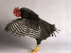 Plymouth Rock Chicken