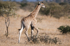 Southern giraffe (Giraffa camelopardalis)
