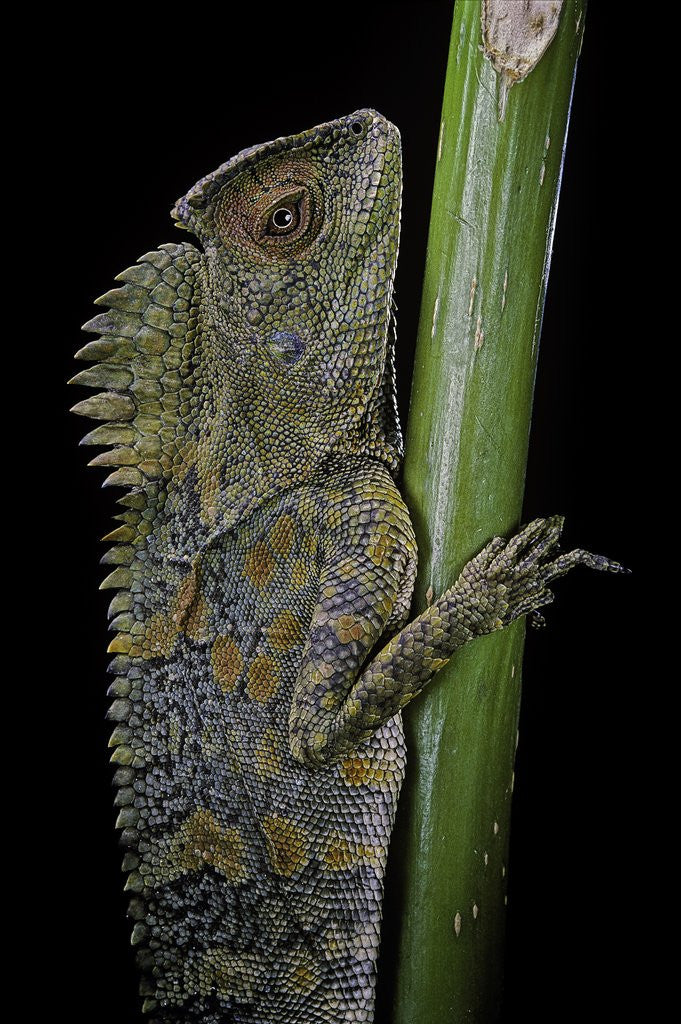 Gonocephalus chamaeleontinus (hump-beaded dragon)