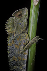 Gonocephalus chamaeleontinus (hump-beaded dragon)