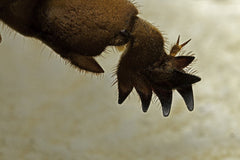 Gryllotalpa gryllotalpa (European mole cricket) - foreleg