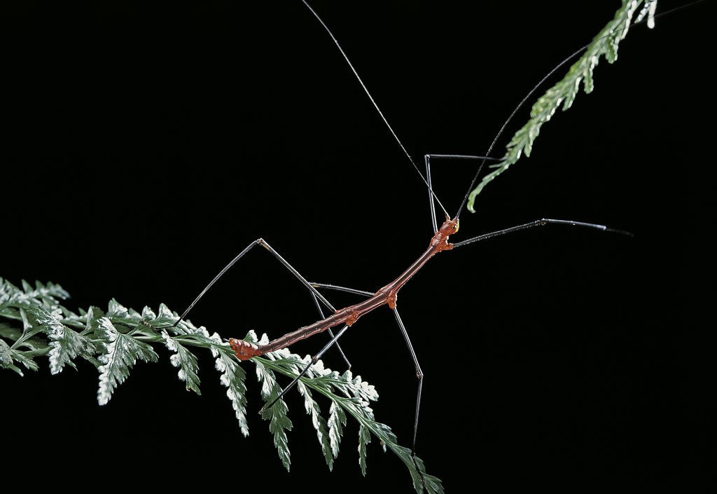 Oreophoetes peruana (peruvian fire stick)