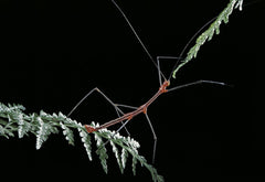 Oreophoetes peruana (peruvian fire stick)