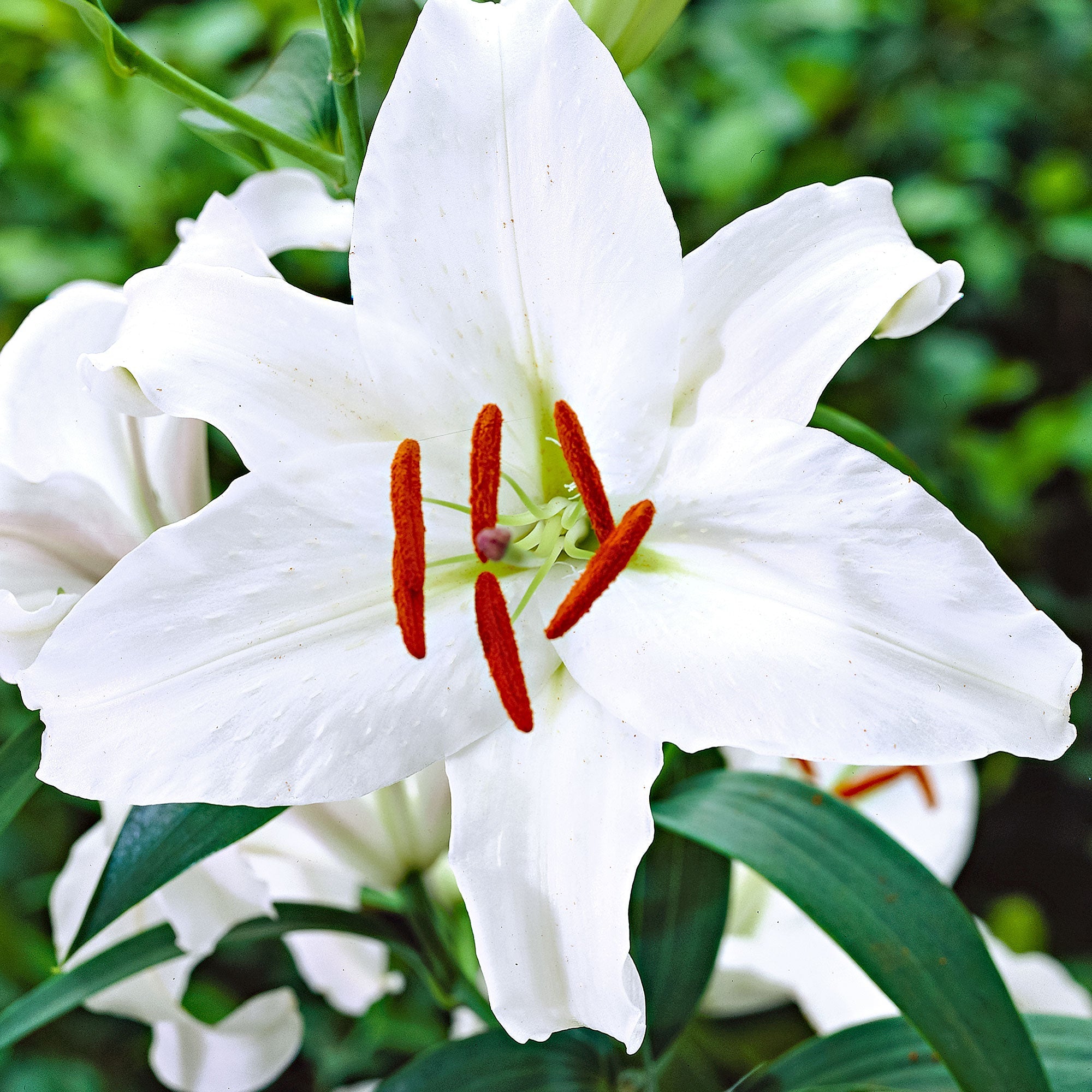 5x Lilien  Lilium 'Mother's Choice' weiβ