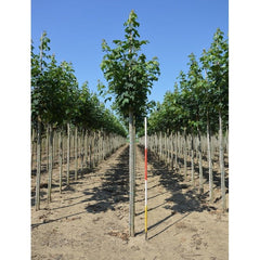 Tysklönn - Acer pseudoplatanus 'Bruchem'  - Stammens omkrets 14-16 cm, höjd 3,5-4 meter,   HS,