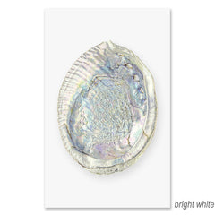 Abalone grand format