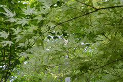 - Acer palmatum 'Volker’s Cream’ Japanese Maple - Mr Maple │ Buy Japanese Maple Trees