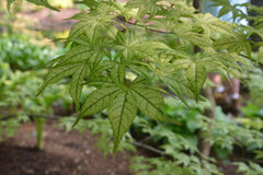 - Acer palmatum 'Volker’s Cream’ Japanese Maple - Mr Maple │ Buy Japanese Maple Trees