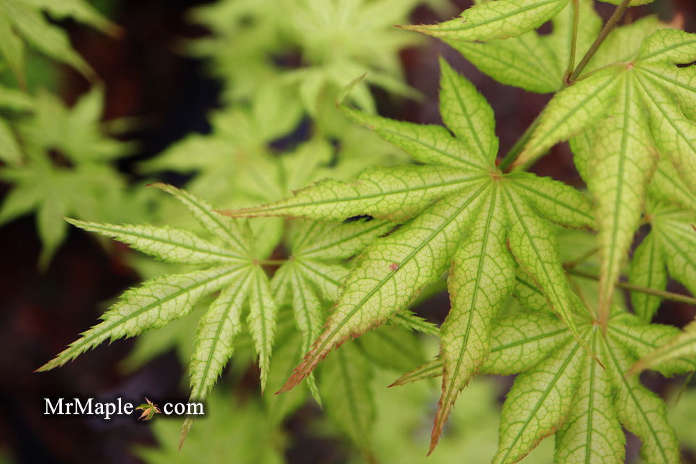 - Acer palmatum 'Volker’s Cream’ Japanese Maple - Mr Maple │ Buy Japanese Maple Trees