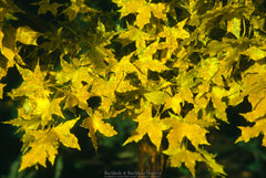 Acer truncatum Heat Tolerant Shantung Maple