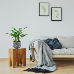 Kolbenfaden 'Maria' | Aglaonema 'Maria'