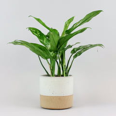 Kolbenfaden 'Maria' | Aglaonema 'Maria'