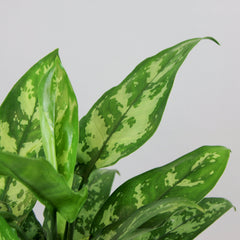 Kolbenfaden 'Maria' | Aglaonema 'Maria'