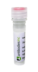 Anti-CA19-9/Sialyl Lewis A (sLeA) Antibody FL550 Conjugate