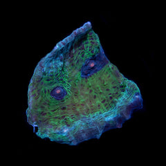 CL Echinophyllia Avatar Chalice - Frag