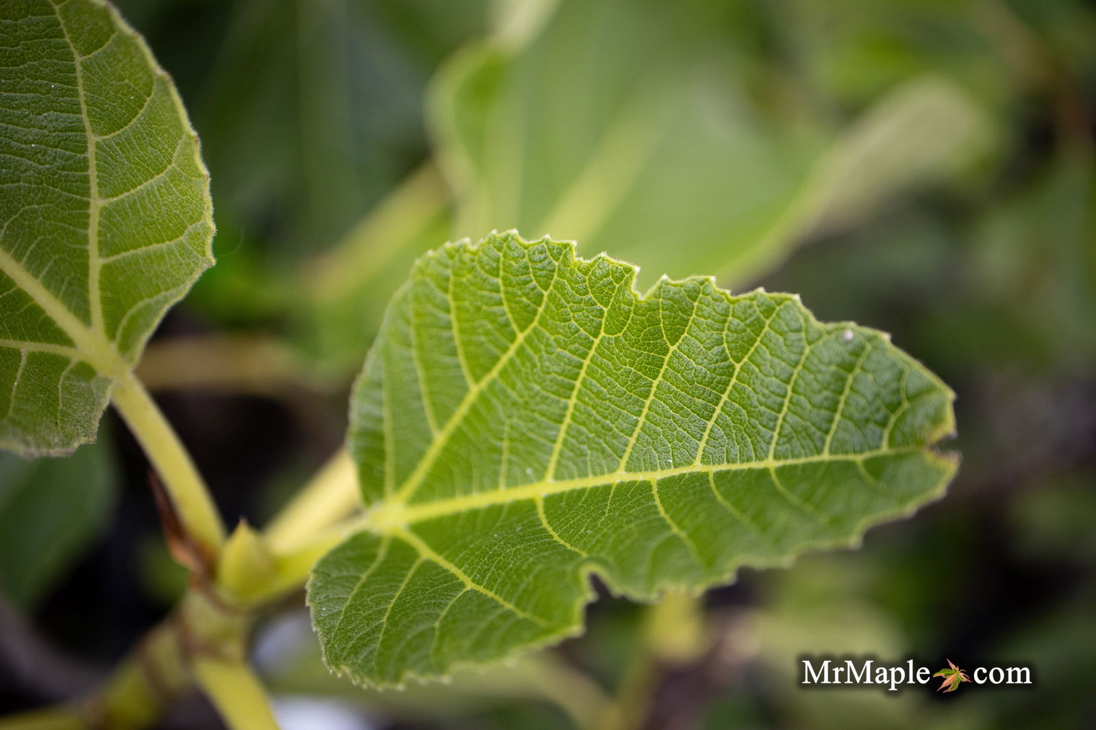 - Ficus carica 'Ghost Hill™' Mediterranean Fig Tree - Mr Maple │ Buy Japanese Maple Trees