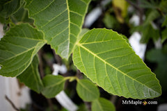 - Ficus carica 'Ghost Hill™' Mediterranean Fig Tree - Mr Maple │ Buy Japanese Maple Trees
